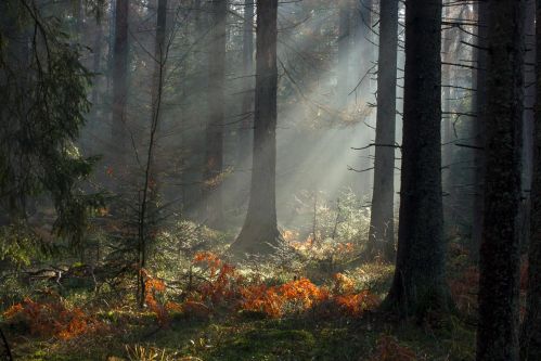 Białowieża jesienią Białowieża jesienią